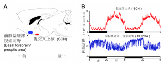 催眠療法と脳科学