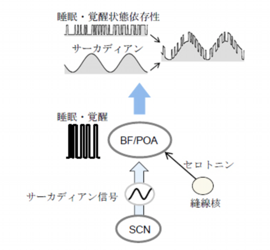催眠療法と脳科学４