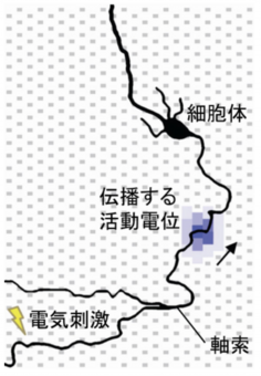 催眠療法と脳科学２